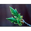 Characteristic Betula pendula believe that the name birch is derived from the word protect as the an...