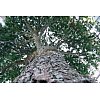 Ces arbres sont le résultat de l'assemblage minutieux de troncs et de charpentières naturelles avec ...