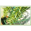 UN STANDARD DE QUALITÉ> disponible en 2 hauteurs : 38 et 50 cm. > résistant aux U.V. > entr...