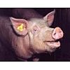 L'identification des porcs est obligatoire dès lors qu'un animal quitte un élevage pour un autre ou ...