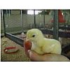 Pousto'prim :L'aliment pré-starter volailles 0 - 5 joursDes démarrages sécurisés par son action sur ...